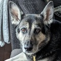 Molly