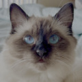 Molly Blue